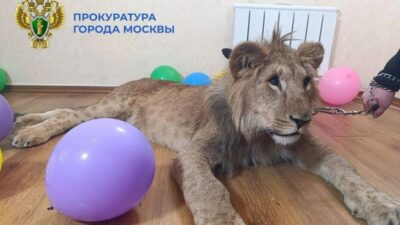 Межрайонная природоохранная прокуратура г. Москвы провела проверку совместно со специалистами Росприроднадзора об использовании животных в культурно-зрелищных целях