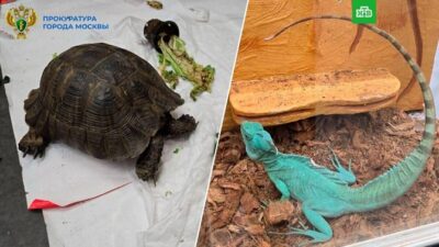 Межрайонной природоохранной прокуратурой г. Москвы изъяты животные, занесенные в Красную книгу России и охраняемых конвенцией СИТЕС